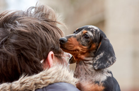 The owner holds a small dachshund puppy of marble color in his arms on a walk in the park in the fallの写真素材
