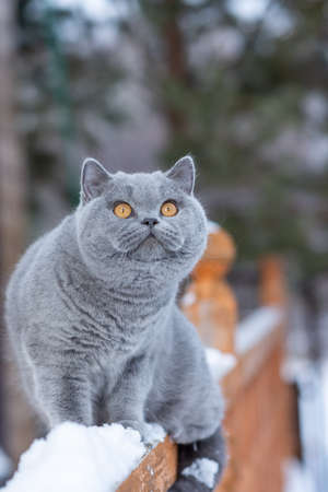 A gray British cat sits on the railing of a country house outdoors in frosty winterの写真素材