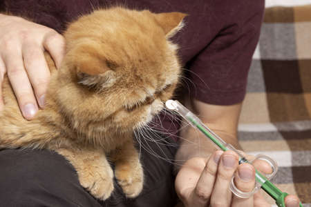 A man at home gives a pill to a sick cat of an exotic shorthair breed. A special syringe for administering drugs to animals.の写真素材