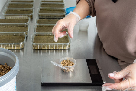 Planting micro-greens on mineral wool for growing seeds in a greenhouse. Micro-green farm. Production of environmentally friendly vitamin nutritionの写真素材
