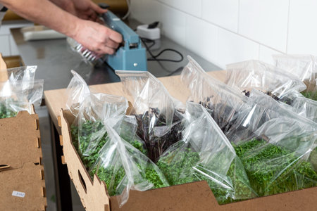 Packaging of the harvest of micro-green peas for sale in the supermarket. Growing seeds in a...