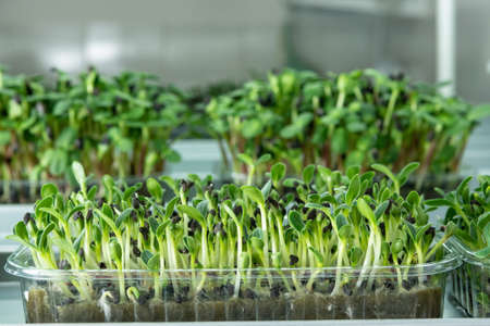 Juicy young shoots of micro-greenery close-up. Growing seeds in a greenhouse. Micro-greenery farm. Production of environmentally friendly vitamin nutritionの写真素材