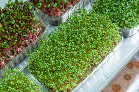 Juicy young shoots of micro-greenery close-up. Growing seeds in a greenhouse. Micro-greenery farm. Production of environmentally friendly vitamin nutritionの写真素材