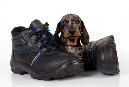 Little marble dachshund puppy with shoes lying on a white studio background