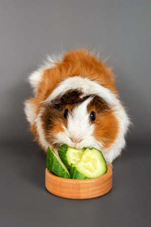 Guinea pig rosette on a gray background. Fluffy cute rodent guinea pig eating a cucumber on colored backgroundの写真素材