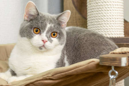 Cute pet cat of the British shorthair breed is playing on a cat tree at homeの写真素材