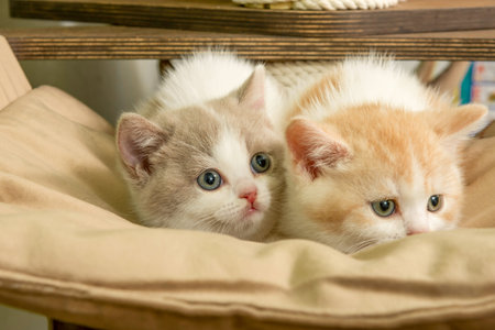 Cute pet cat of the British shorthair breed is playing on a cat tree at homeの写真素材