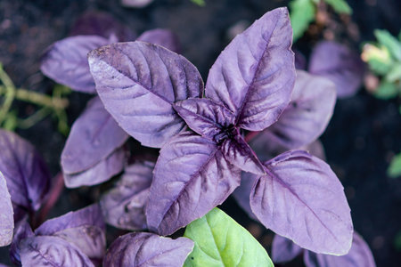 Growing purple basil in a garden in the open air. selective focus.