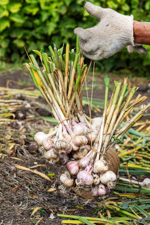 Harvesting garlic in the garden. A farmer hangs garlic bulbs for drying, the concept of organic farming, preparing vegetables for storage.の写真素材