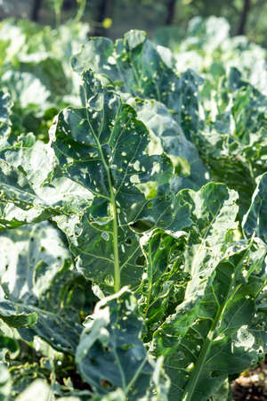 Cabbage damaged insects pests close-up. Plant diseasesの写真素材