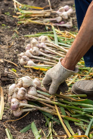 Harvesting garlic in the garden. A farmer hangs garlic bulbs for drying, preparing vegetables for storage.の写真素材