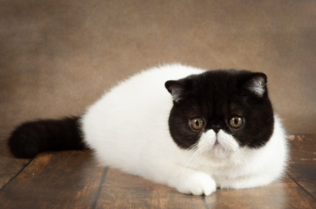 A beautiful exotic shorthair cat lies on the brown background of the studio. Color black with whiteの写真素材