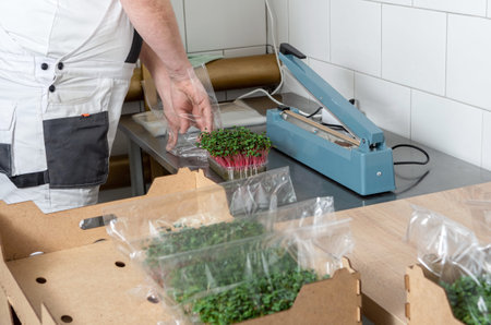 Packaging of the harvest of micro-green peas for sale in the supermarket. Growing seeds in a...