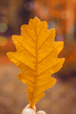 A woman holds in her hands a beautiful oak brown leaf in the sunset rays in the autumn forest. Autumn background. Space for textの写真素材