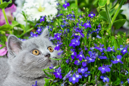British grey shorthair kitten sitting on a rock in the grass close-up
