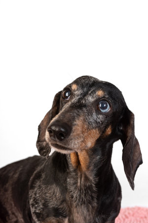 Portrait of an old sad gray-haired dachshund dog, with eyes of different colors, isolated on a white backgroundの写真素材