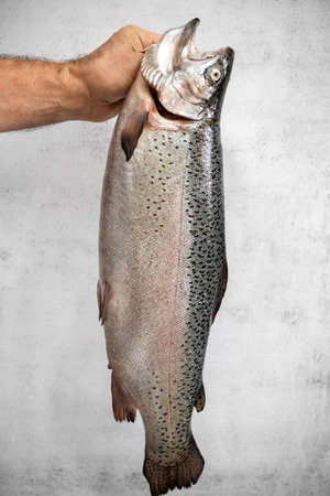 Large fresh raw rainbow fish trout in the hands of a man on a light backgroundの写真素材
