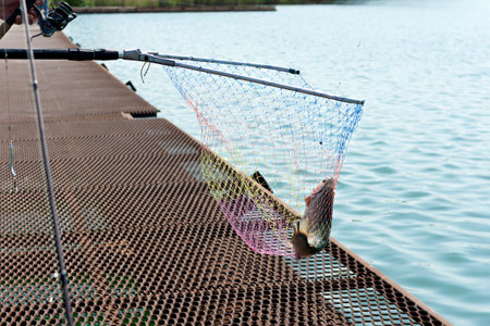 A fisherman catches fish on a trout farm with a spinning rod and picks it up with a net. Fishing is...