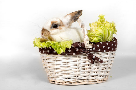 Portrait of a gray rabbit with green cabbage in a basket on a white background.の写真素材
