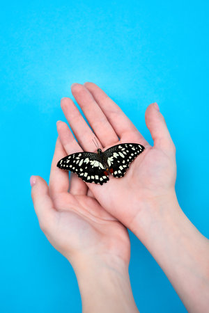 Close-up of a blue butterfly on a young girls shoulder on a dark background. The concept fragility of natureの写真素材