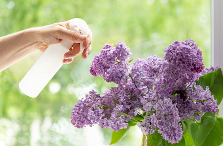 Home interior with a bouquet of blooming lilac flowers on the window.