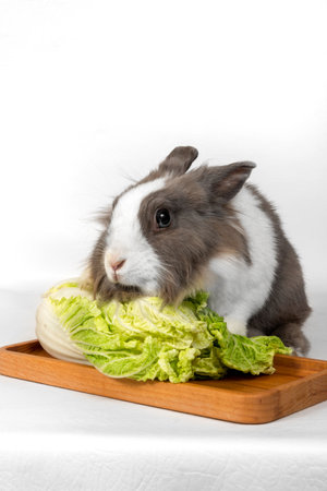Portrait of a gray rabbit with green cabbage on a white background.の写真素材
