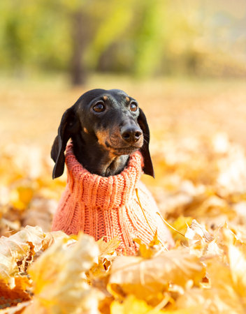 Portrait of a dachshund dog in the fallen leaves of an autumn park on a sunny day.の写真素材