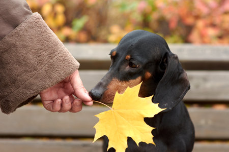 human hands hold an autumn maple leaf near a Dachshund dogの写真素材
