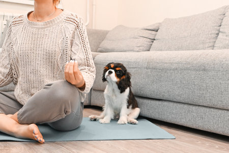 The little cavalier Charles King Spaniel puppy sits next to the hostess doing yoga at homeの写真素材