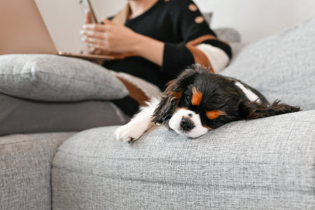 Pretty young woman sitting at home on sofa front of laptop with her pet dog working onlineの写真素材