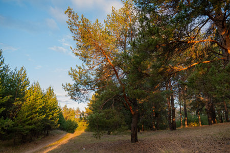 The setting sun casts a warm glow over the lush green trees of the forest