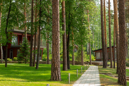 Three spacious wooden houses nestled in a picturesque pine forest, surrounded by tall green trees. A stone path winds through the serene landscape, leading to the larger brown house.の写真素材