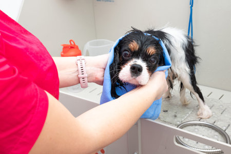 Funny portrait of Cavalier King Charles spaniel dog taking shower with shampoo. dog takes a bubble bath in an animal grooming salon.の写真素材