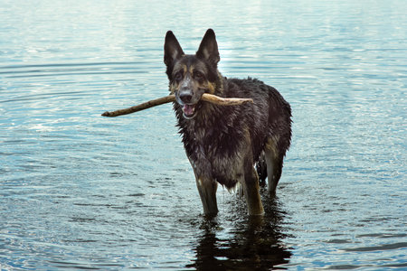 Playful German Shepherd Dog Enjoying a Sunny Day by the Lake While Holding a Wooden Stickの写真素材