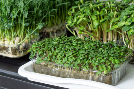 Assortment of vibrant and nutritious sprouts thriving in plastic pots on a well-lit shelf
