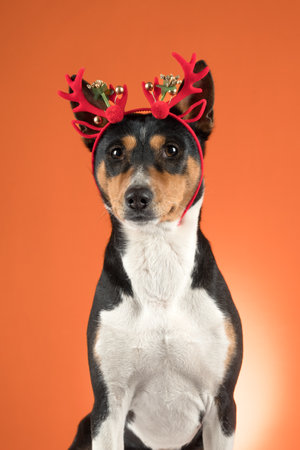 Close-up portrait of funny beautiful dog basenji in Christmas deer costume on bright orange backgroundの写真素材