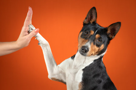 happy basenji dog giving high fives on an orange colored background,の写真素材