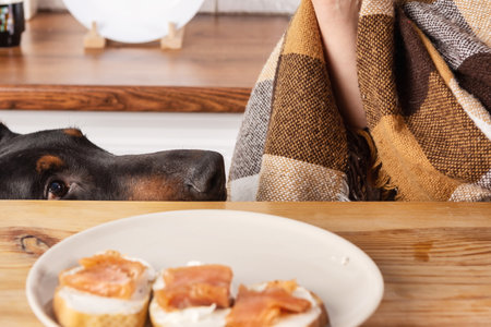 Curious black dog cautiously peeks around the corner at a table with delicious foodの写真素材