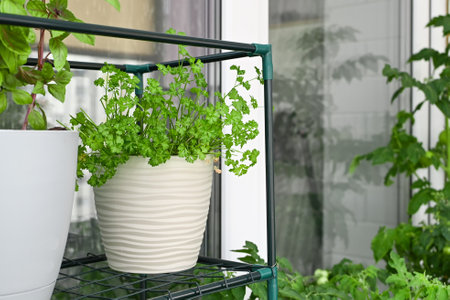 Growing fresh herbs at home in summer on the balcony in flower pots. Sustainable lifestyle, fresh organic vegetables grown at homeの写真素材