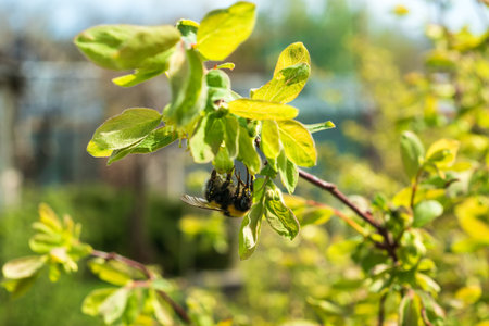 bumblebee collects pollen from honeysuckle flowers in spring. The vibrant foliage and busy insect symbolize season renewal.の写真素材