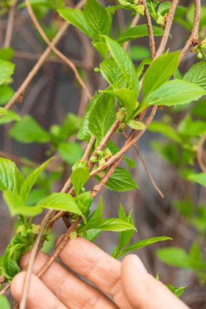 Chinese lemongrass. Branches of lemongrass with young green leavの写真素材