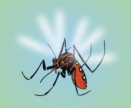 A vector illustration of a Mosquito