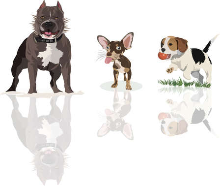 Kinds of high breed Dogs to raise, isolated on a white background with shadow.のイラスト素材