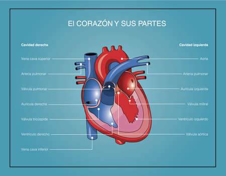 The heart and its partsのイラスト素材