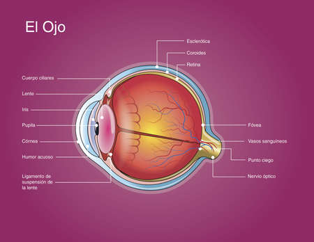 The eye of its partsのイラスト素材
