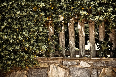 Fence under bushesの写真素材