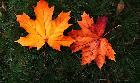 Autumn Season, maple leaf background on autumn or spring season, red and orange maple leaf falling down on an autumn season, Single maple leaf, Isolated autumn backgroundの素材