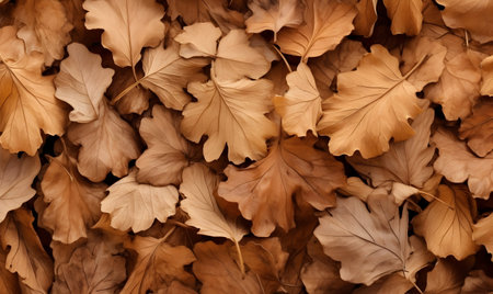 Autumn Season, maple leaf background on autumn or spring season, red and orange maple leaf falling down on an autumn season, Single maple leaf, Isolated autumn backgroundの素材
