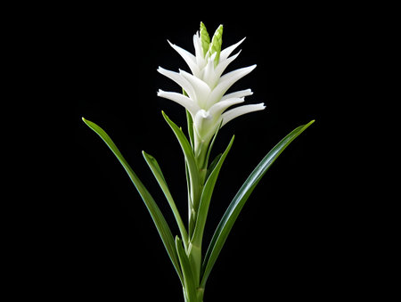 Aloe vera flower in studio background, single aloe vera flower, Beautiful flower, ai generated imageの素材