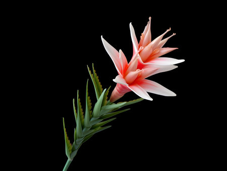Aloe vera flower in studio background, single aloe vera flower, Beautiful flower, ai generated imageの素材